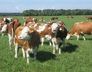 Високопродуктивні корови під час або після отелення проходять через гіпокальціємію